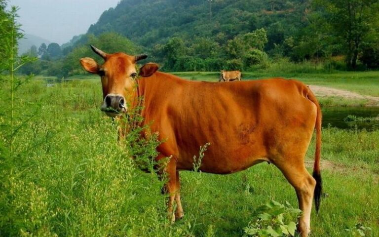 Mơ Thấy Con Bò Đánh Lô Gì? Giải Mã Ý Nghĩa